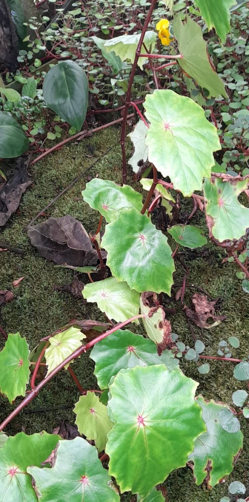 Begonia vermeulenii habit