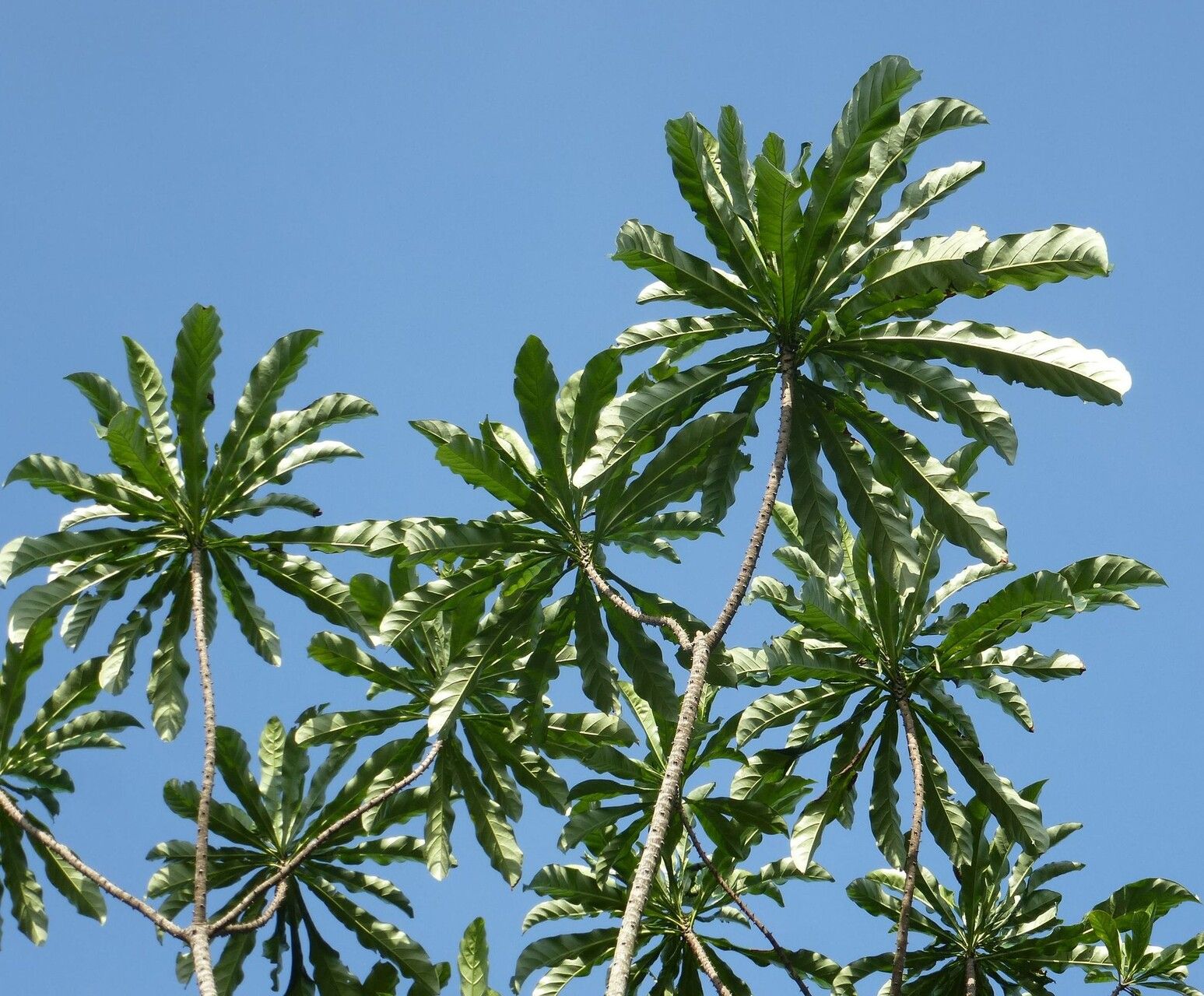 Anthocleista nobilis — houseplant care guide