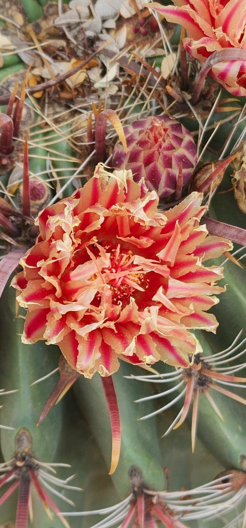Echinocactus texensis flower