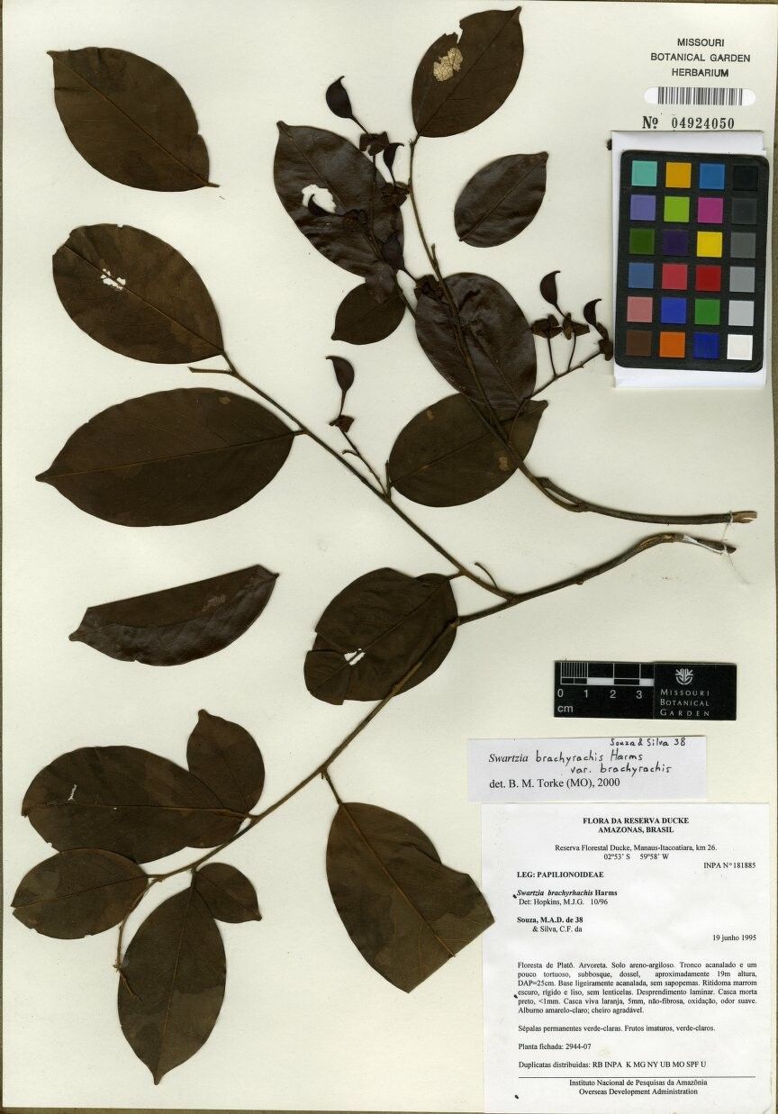 Swartzia brachyrhachis — houseplant care guide