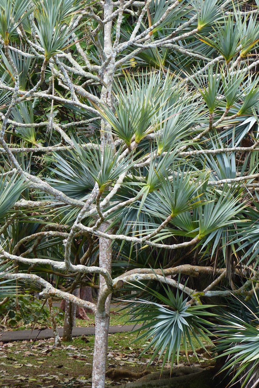 Pandanus utilis — search result for 'Palm'