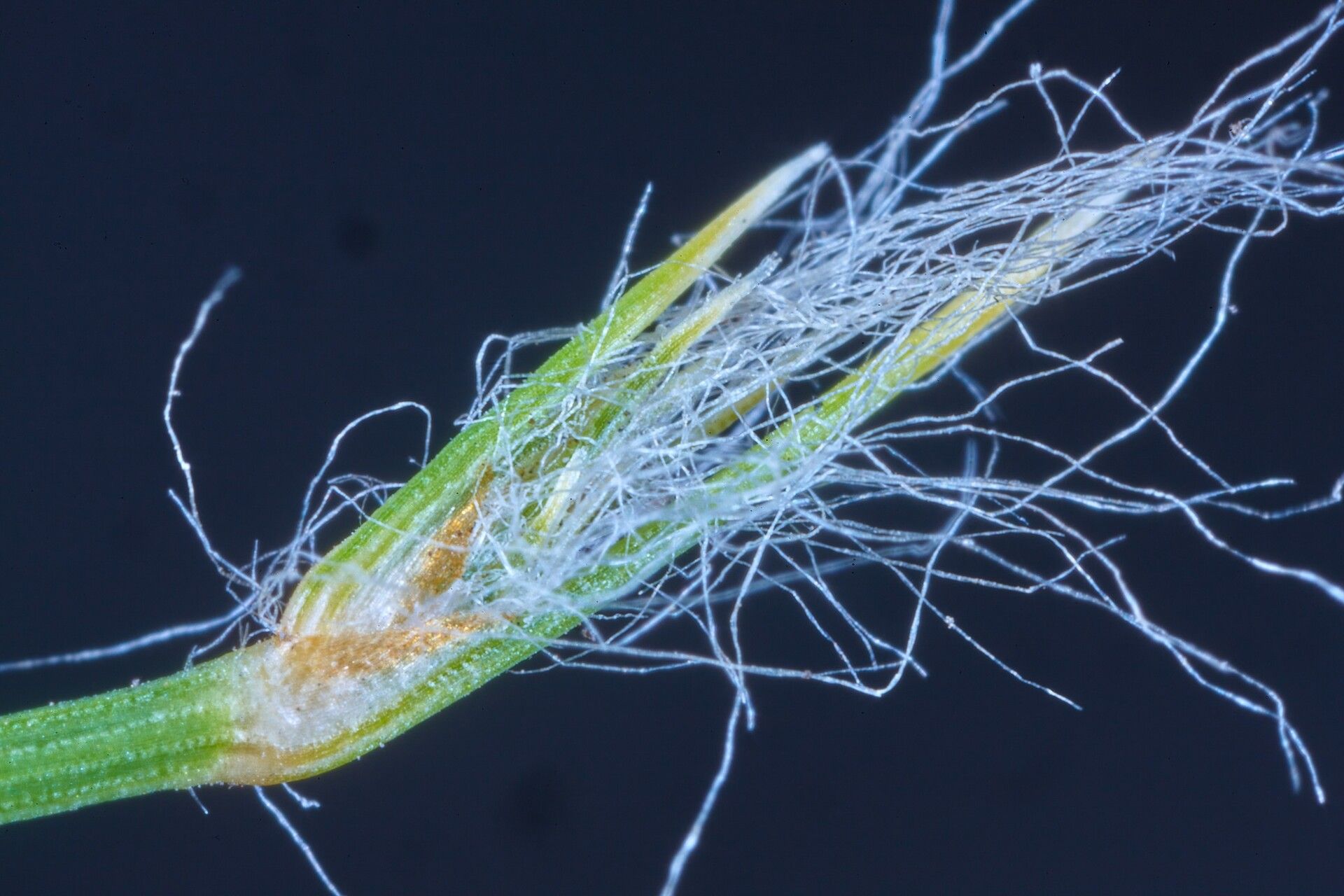 Bulbostylis pilosa — houseplant care guide