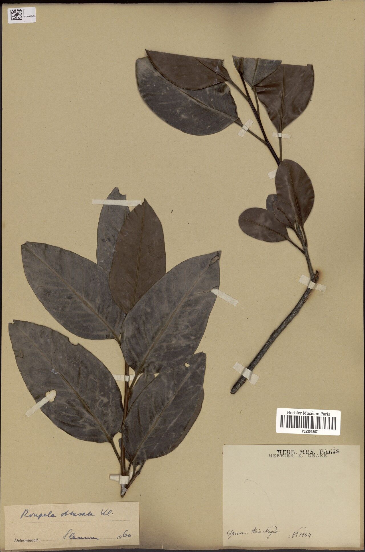 Roupala obtusata — search result for 'Roupala'