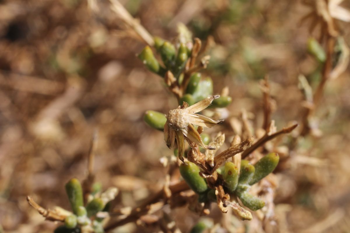 Senecio potosianus fruit