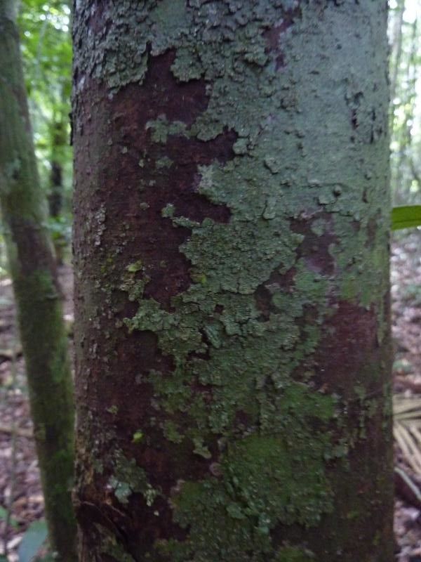 Licaria guianensis — houseplant care guide