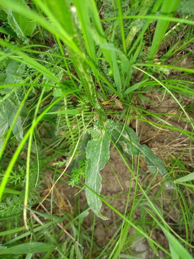 Phyteuma orbiculare leaf