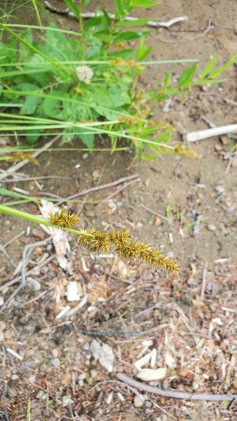 Carex vulpinoidea flower