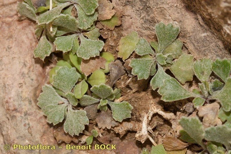 Rhodanthemum quezelii other