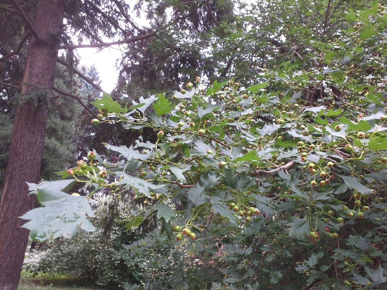 Crataegus almaatensis — related species from the same genus