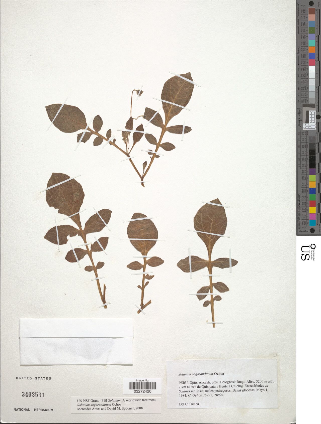 Solanum sogarandinum — houseplant care guide