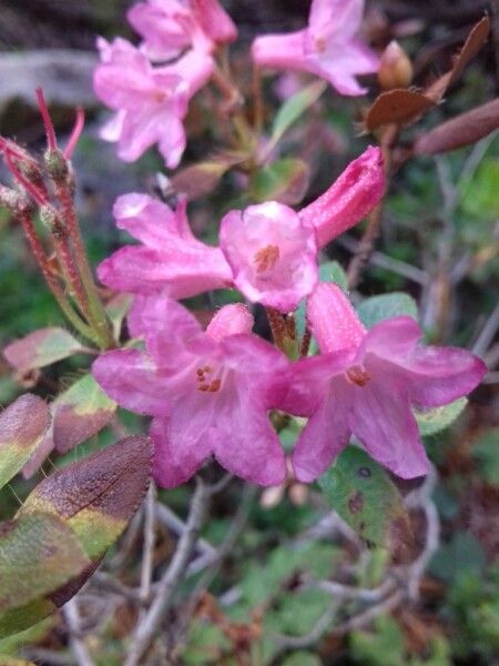 Rhododendron hirsutum flower