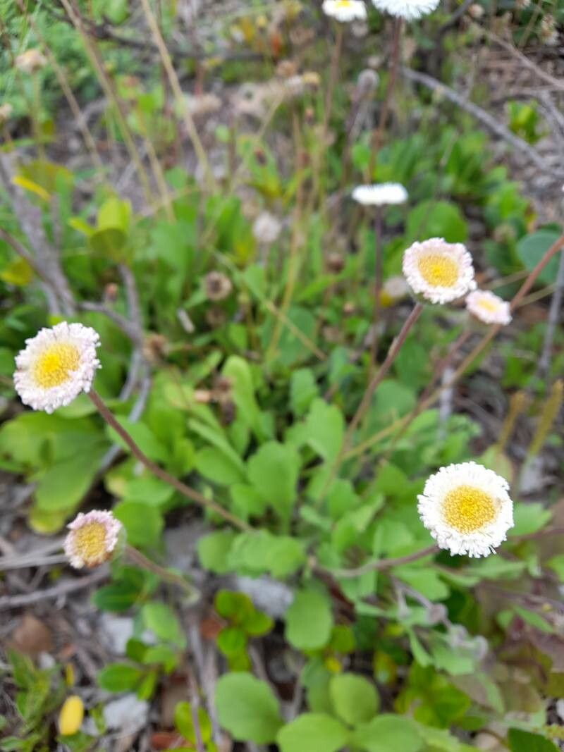 Erigeron procumbens flower