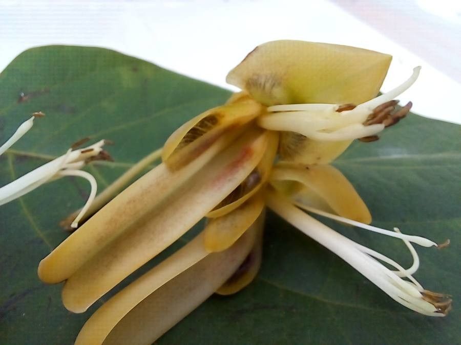 Mucuna holtonii flower