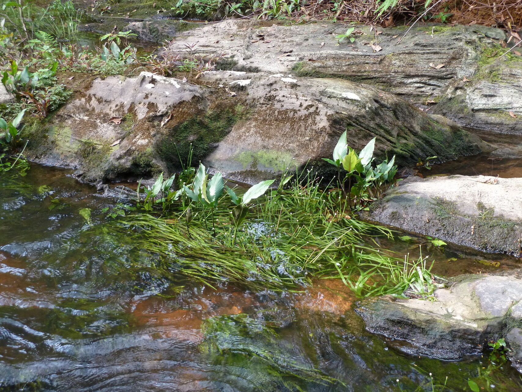 Eriocaulon latifolium — houseplant care guide