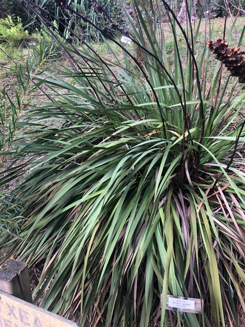 Aristea capitata — related species from the same genus