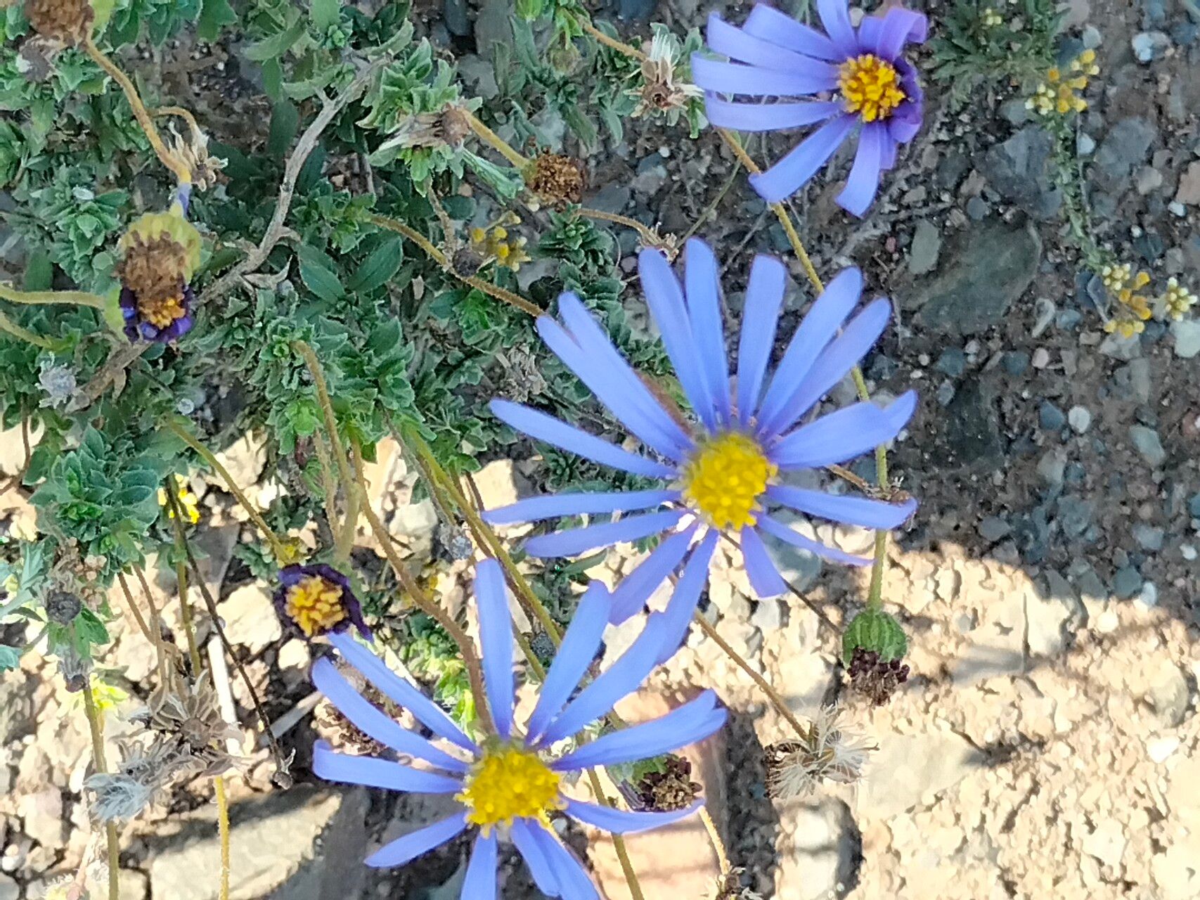 Felicia amoena habit