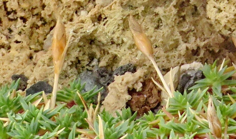 Dianthus arpadianus fruit