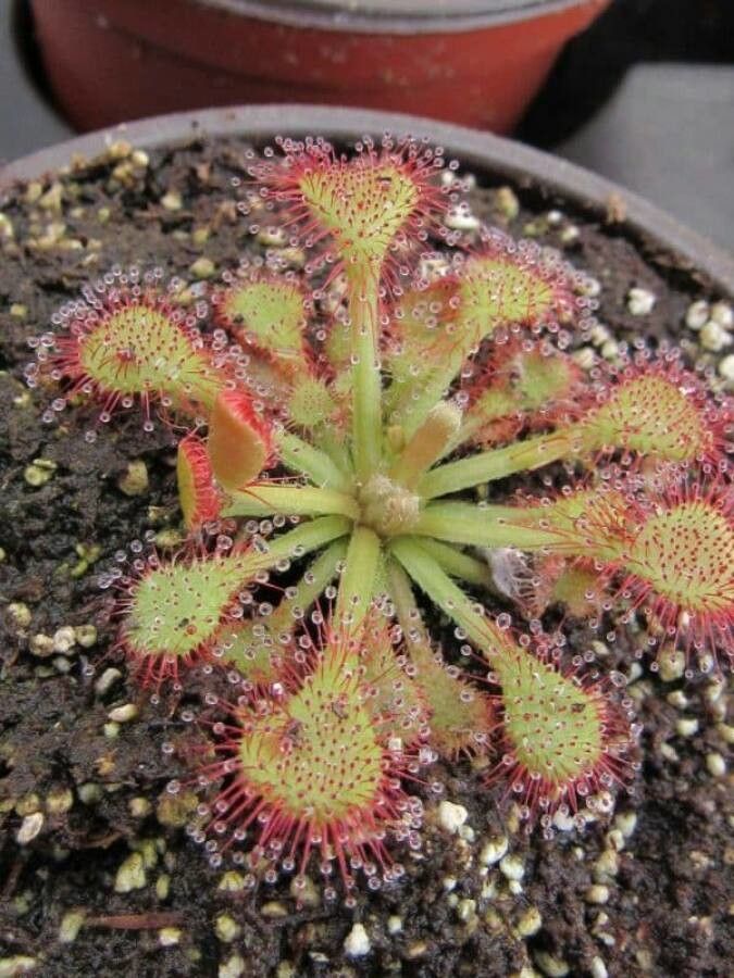 Drosera capillaris leaf
