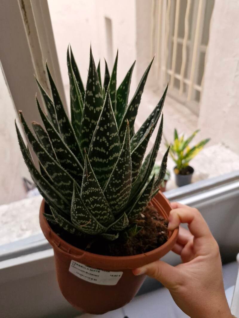 Gonialoe variegata fruit