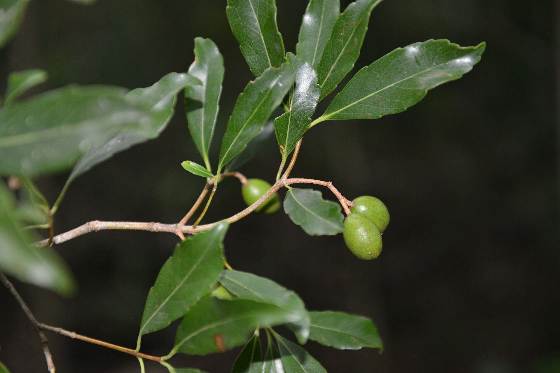 Elaeodendron xylocarpum leaf