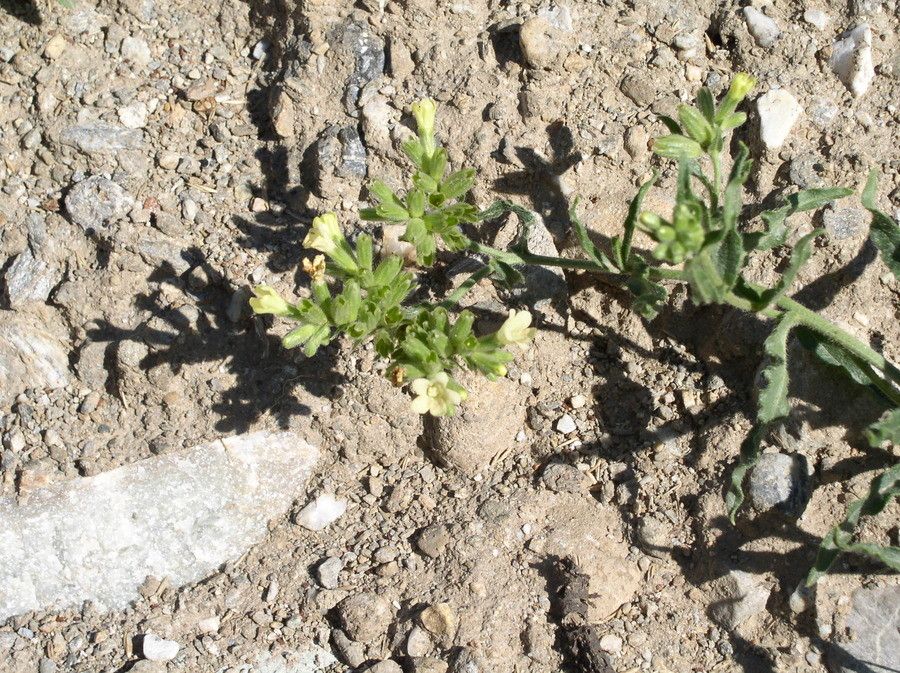 Anchusa ochroleuca habit