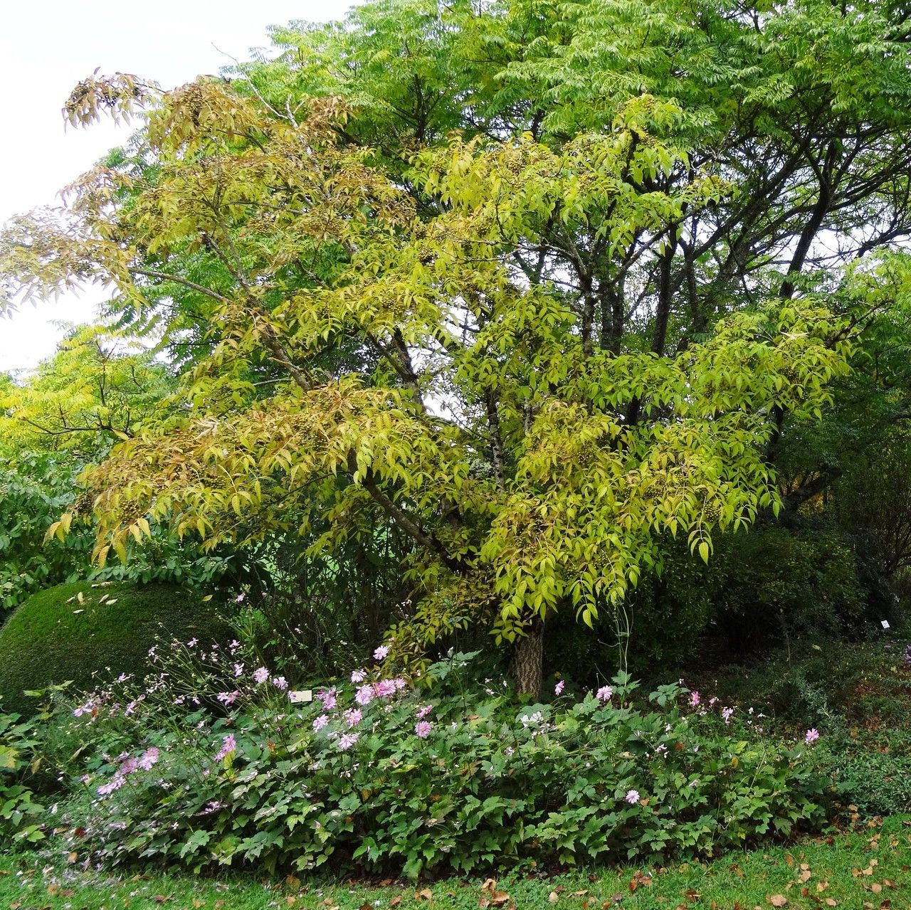 Phellodendron lavallei habit