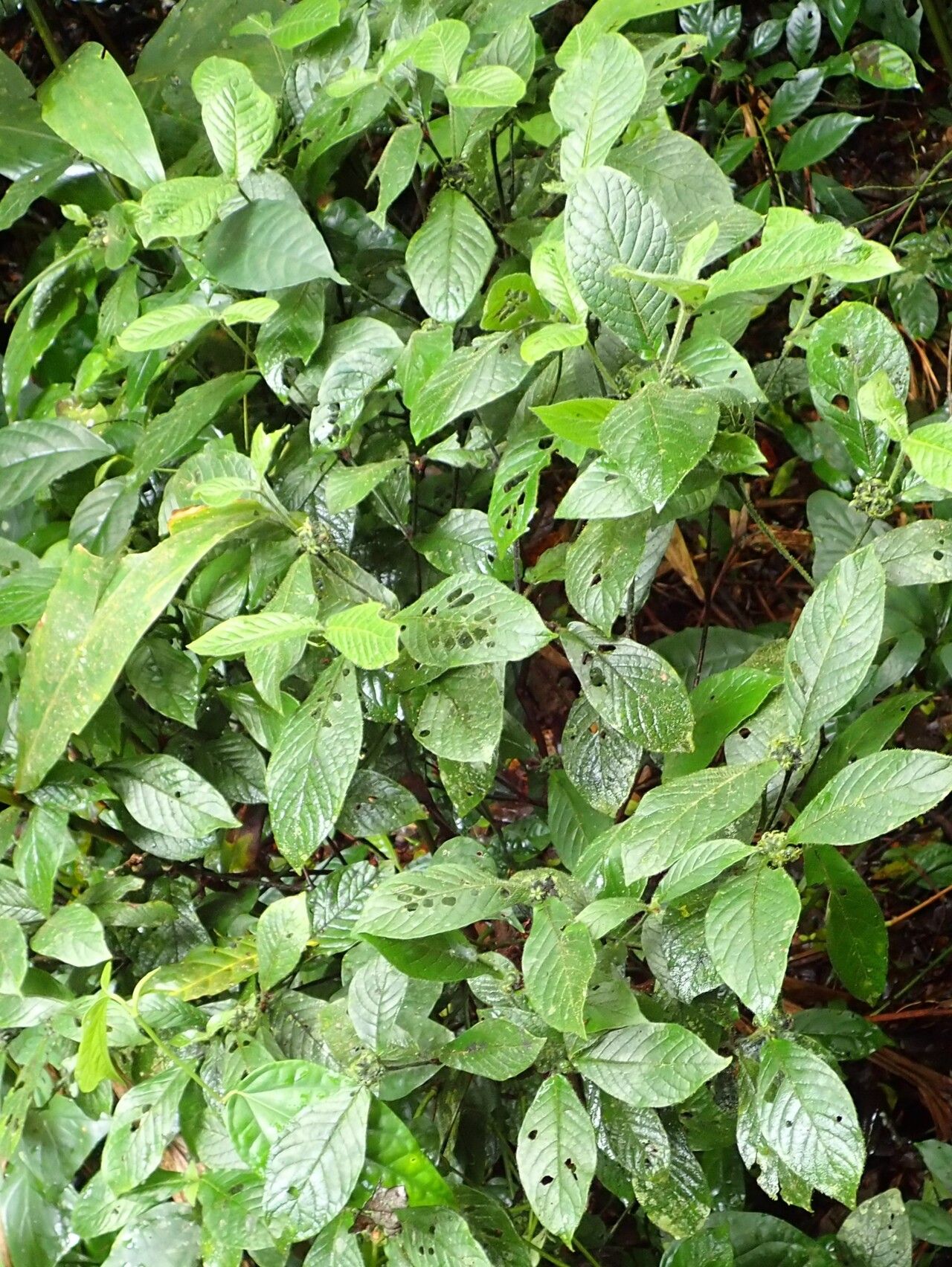 Psychotria retrorsipilis habit