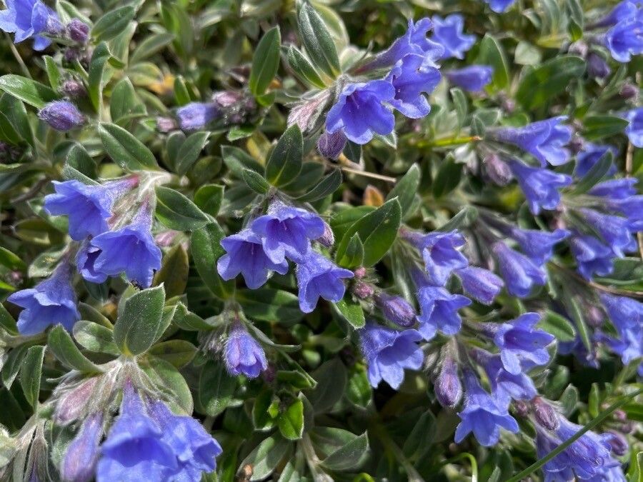 Glandora oleifolia flower