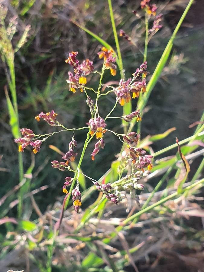 Panicum coloratum flower