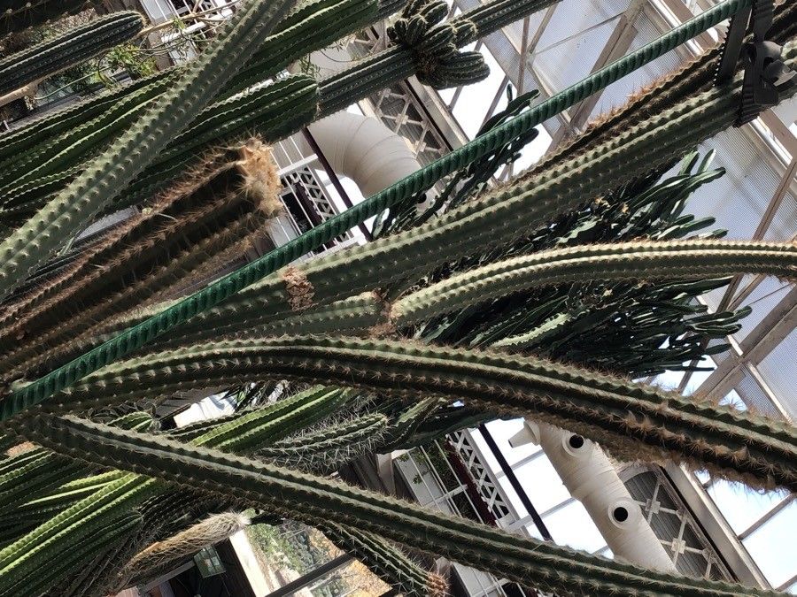 Pilosocereus gaumeri — search result for 'Pilosocereus'