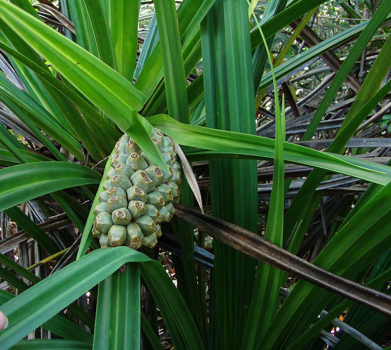 Pandanus lacuum — search result for 'Pandanus'