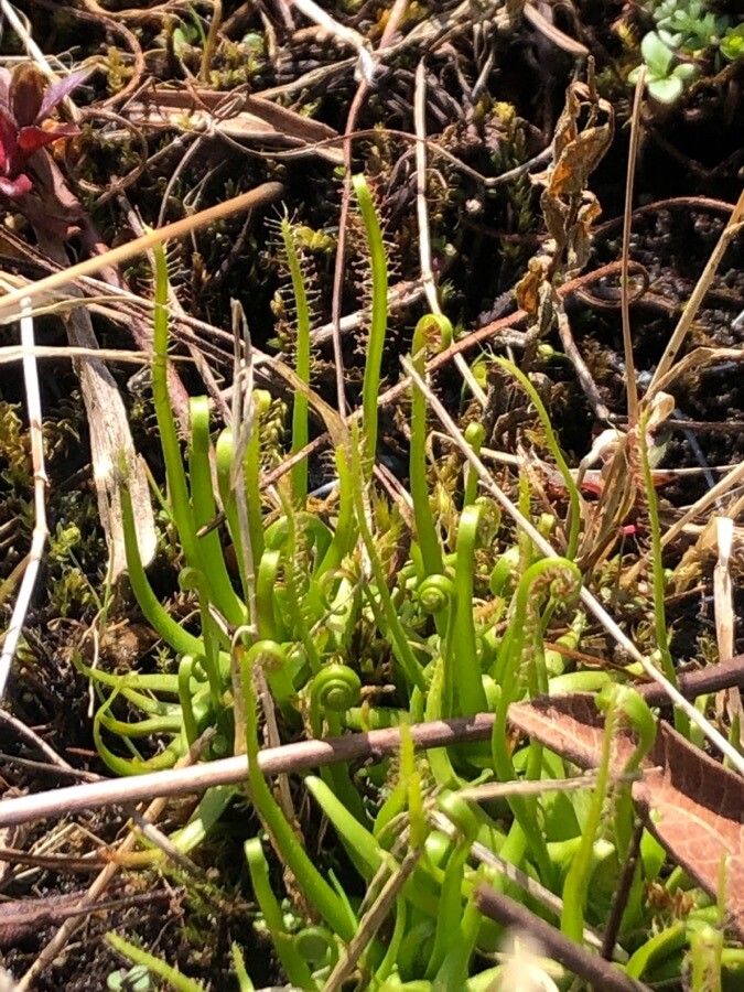 Drosera filiformis leaf