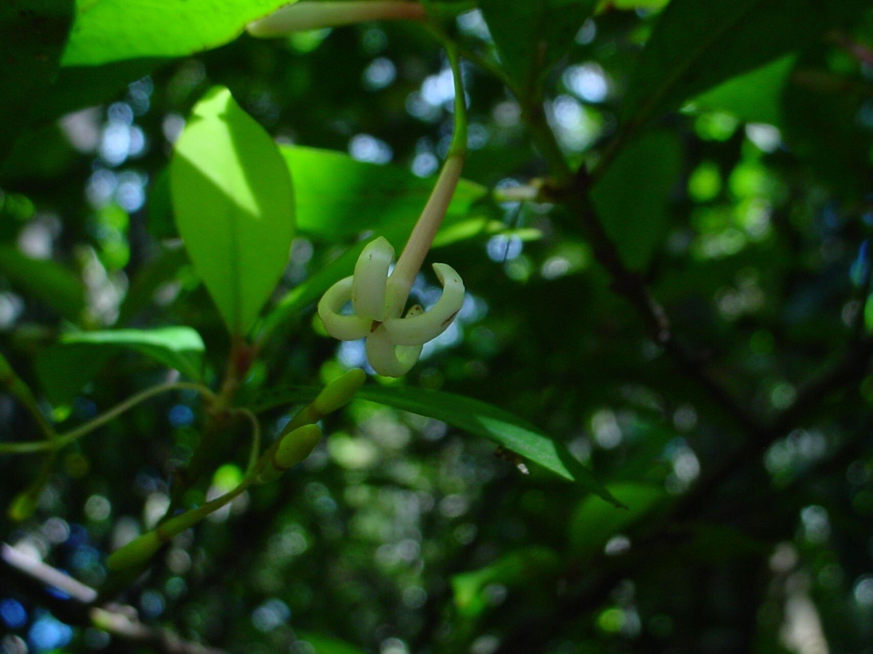 Psychotria goniocarpa — houseplant care guide