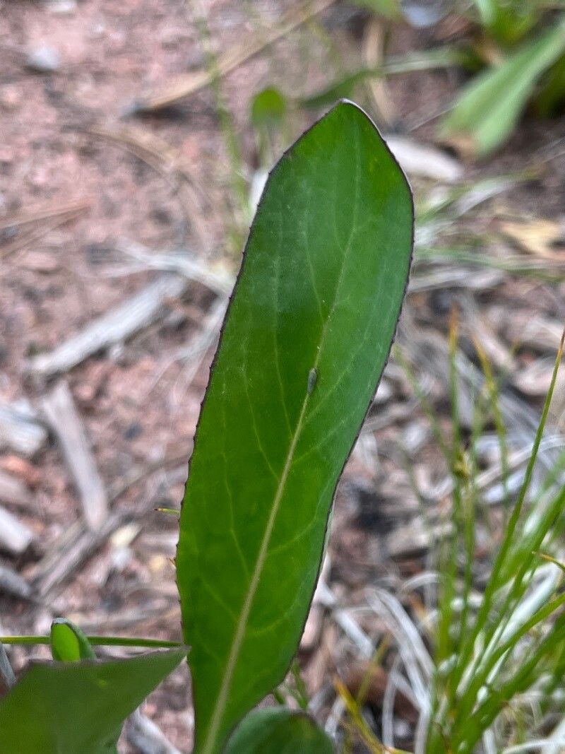Senecio wootonii — search result for 'Senecio'