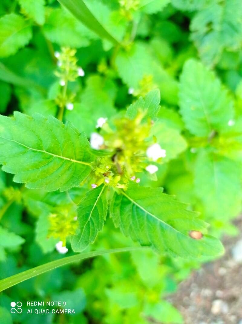 Clinopodium micranthum — search result for 'Clinopodium'