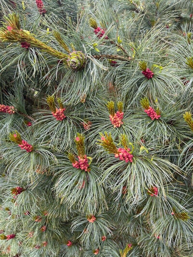 Pinus pumila flower