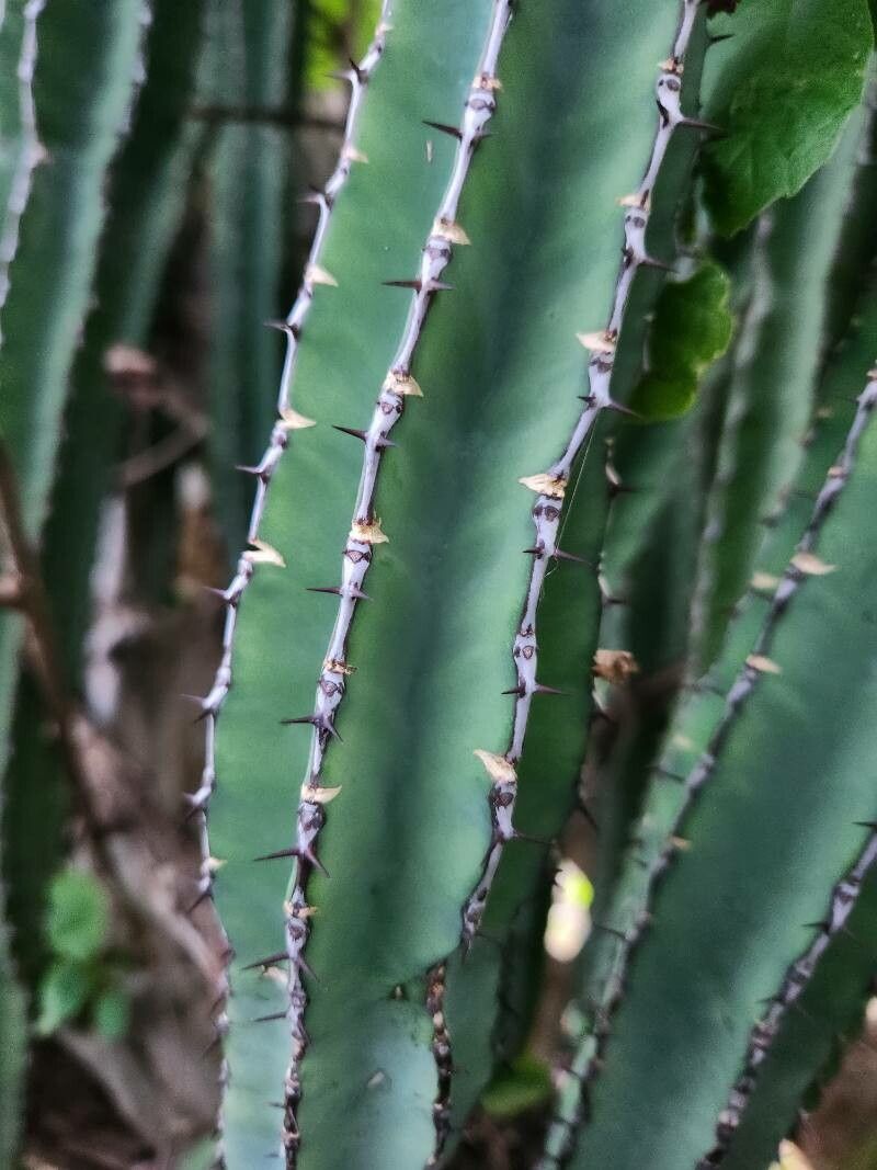 Euphorbia heterospina bark