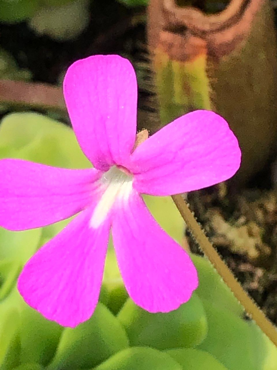 Pinguicula spp. flower