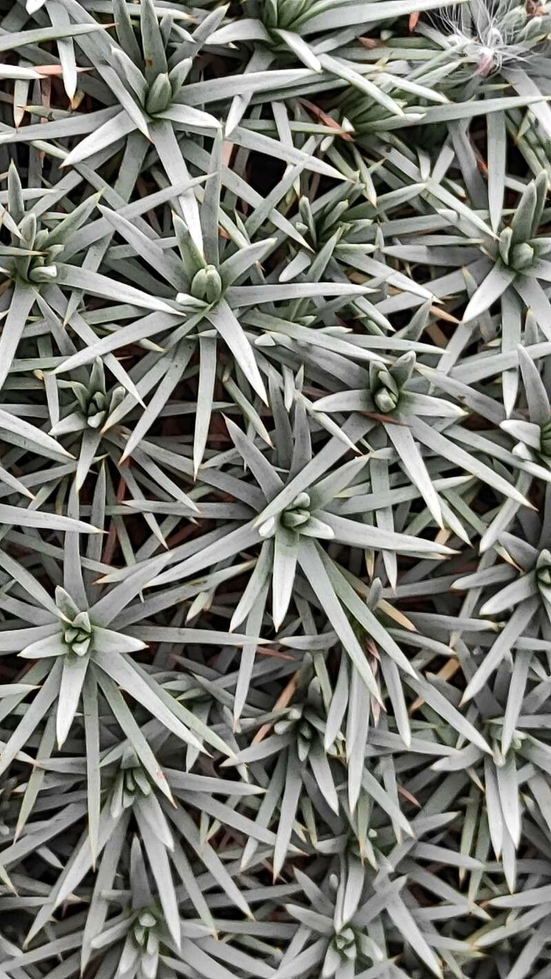 Acantholimon ulicinum leaf