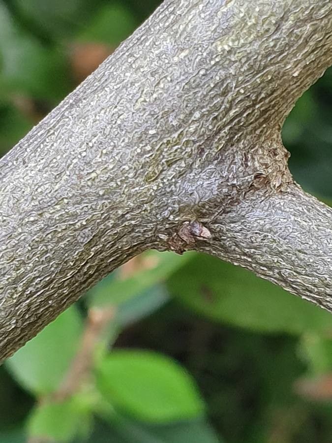 Grewia kakothamnos bark