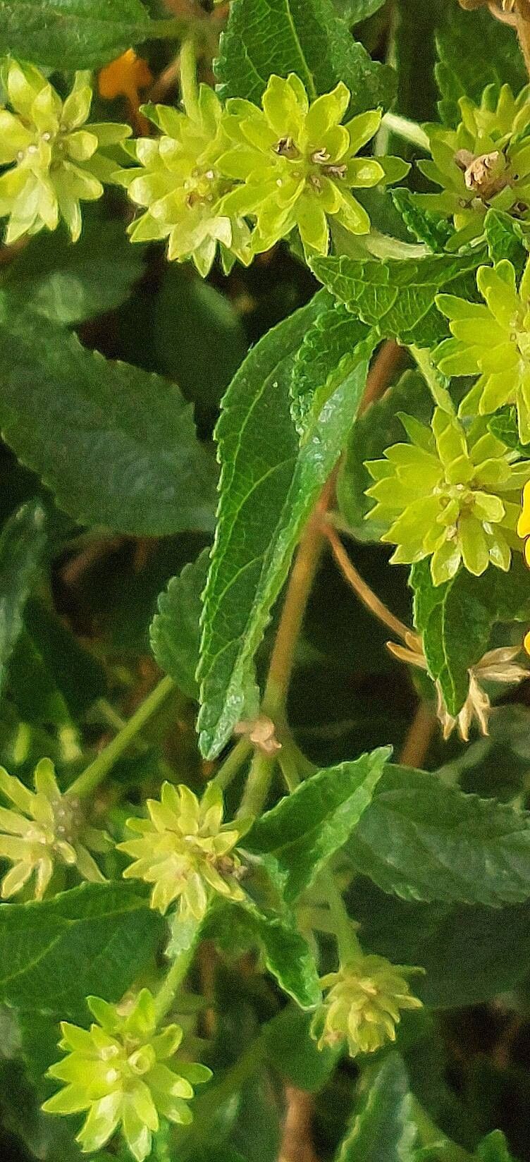 Lantana depressa — houseplant care guide