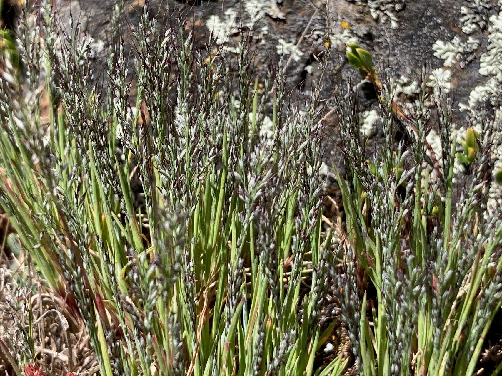 Muhlenbergia peruviana habit