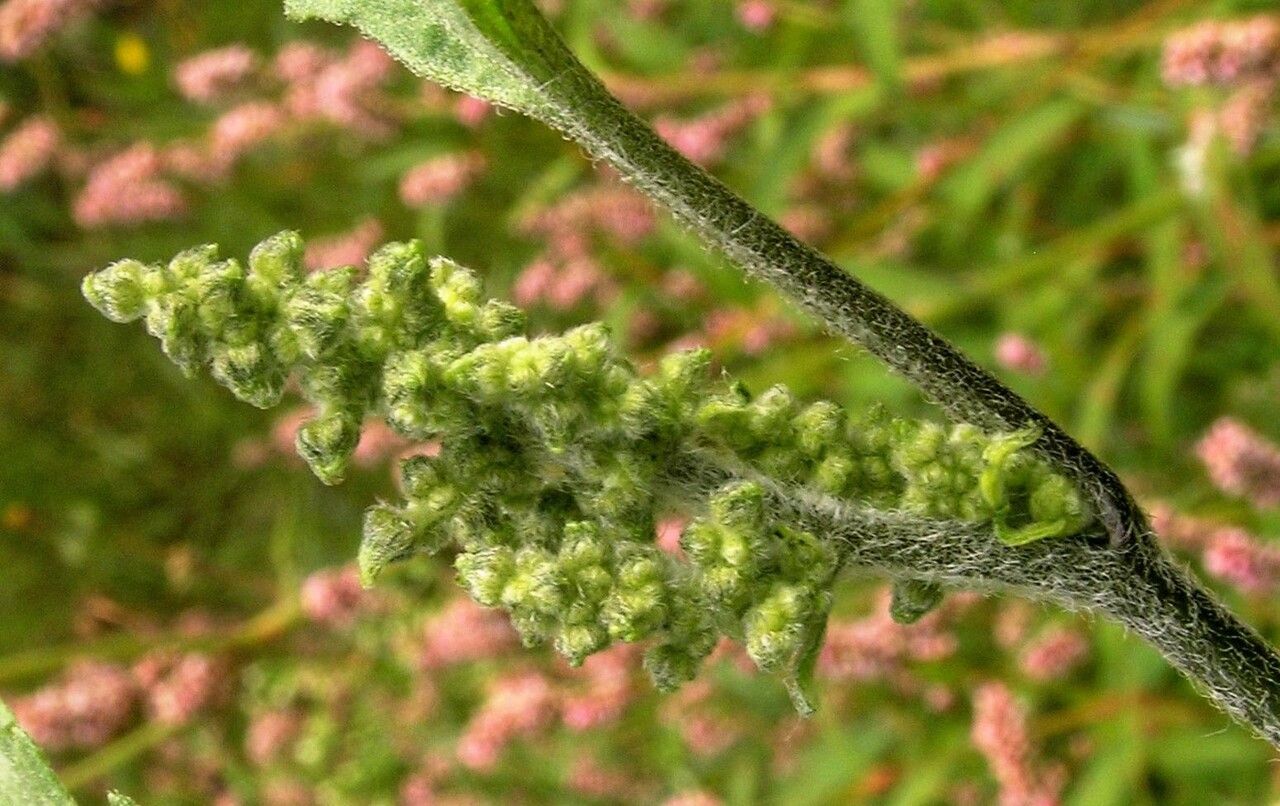 Iva xanthiifolia flower
