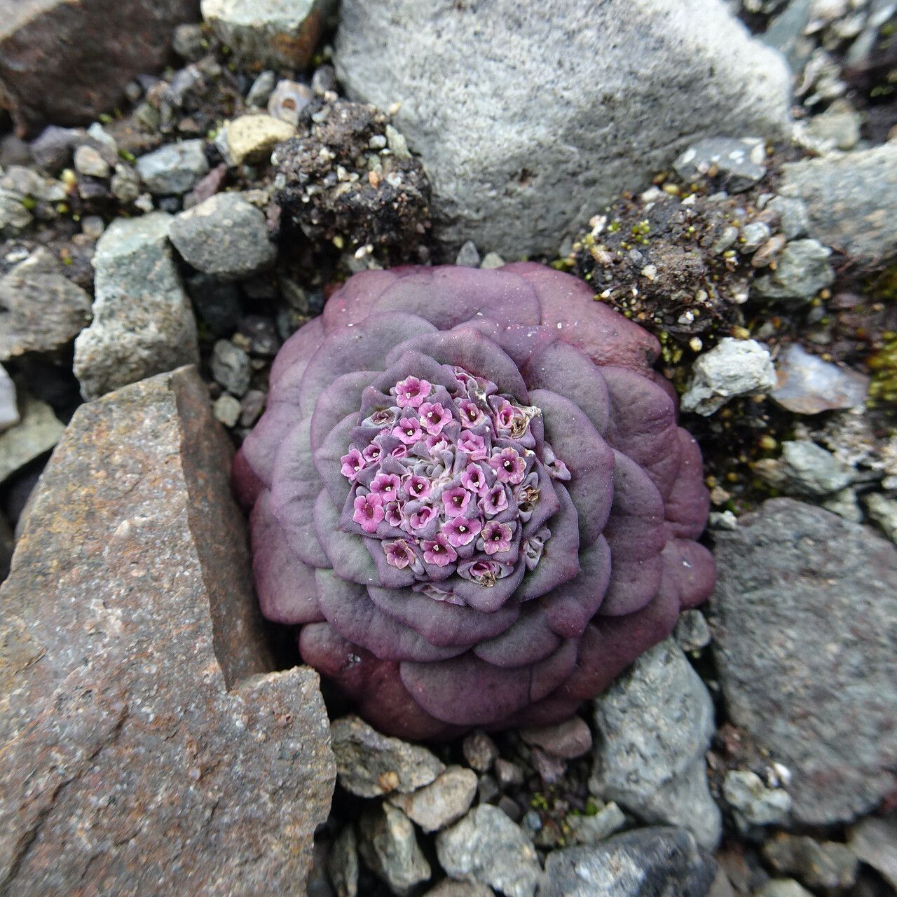 Valeriana henrici — search result for 'Valeriana'