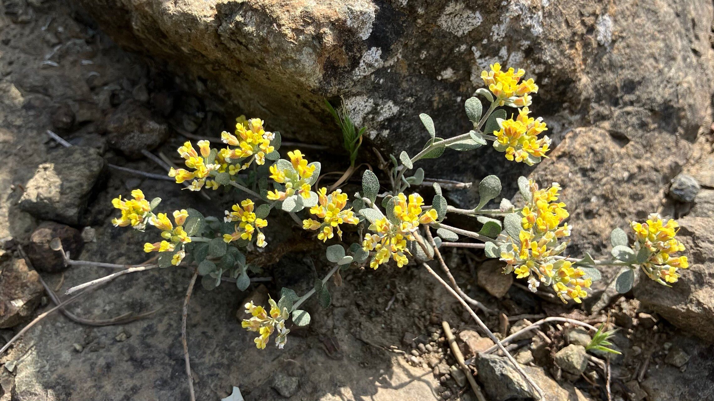 Odontarrhena akamasica habit