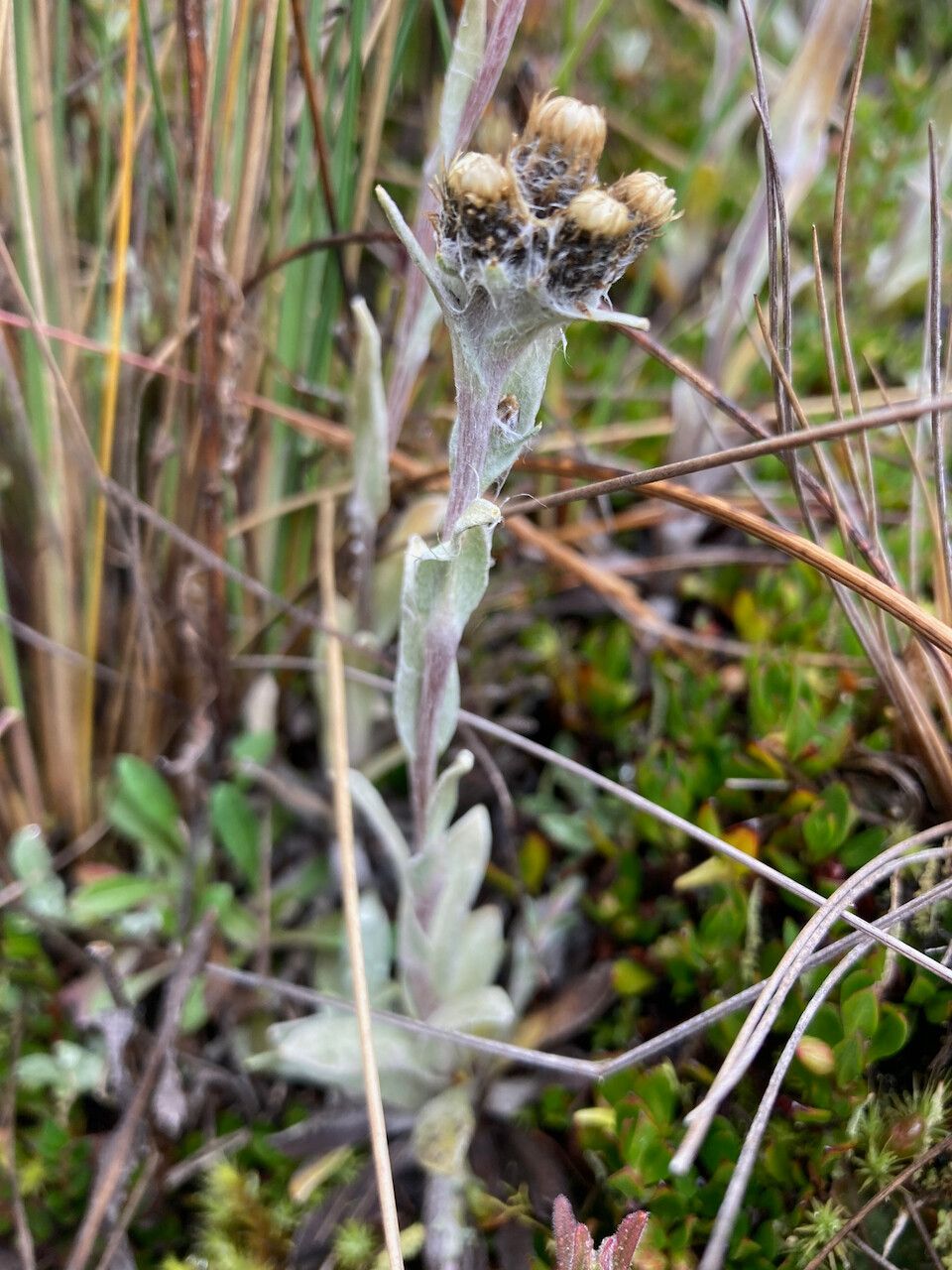 Mniodes longifolia flower