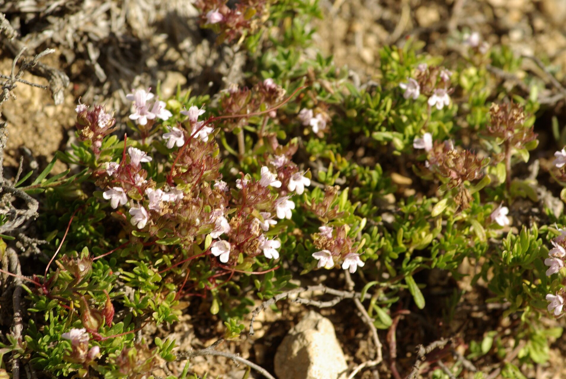 Thymus leptophyllus flower