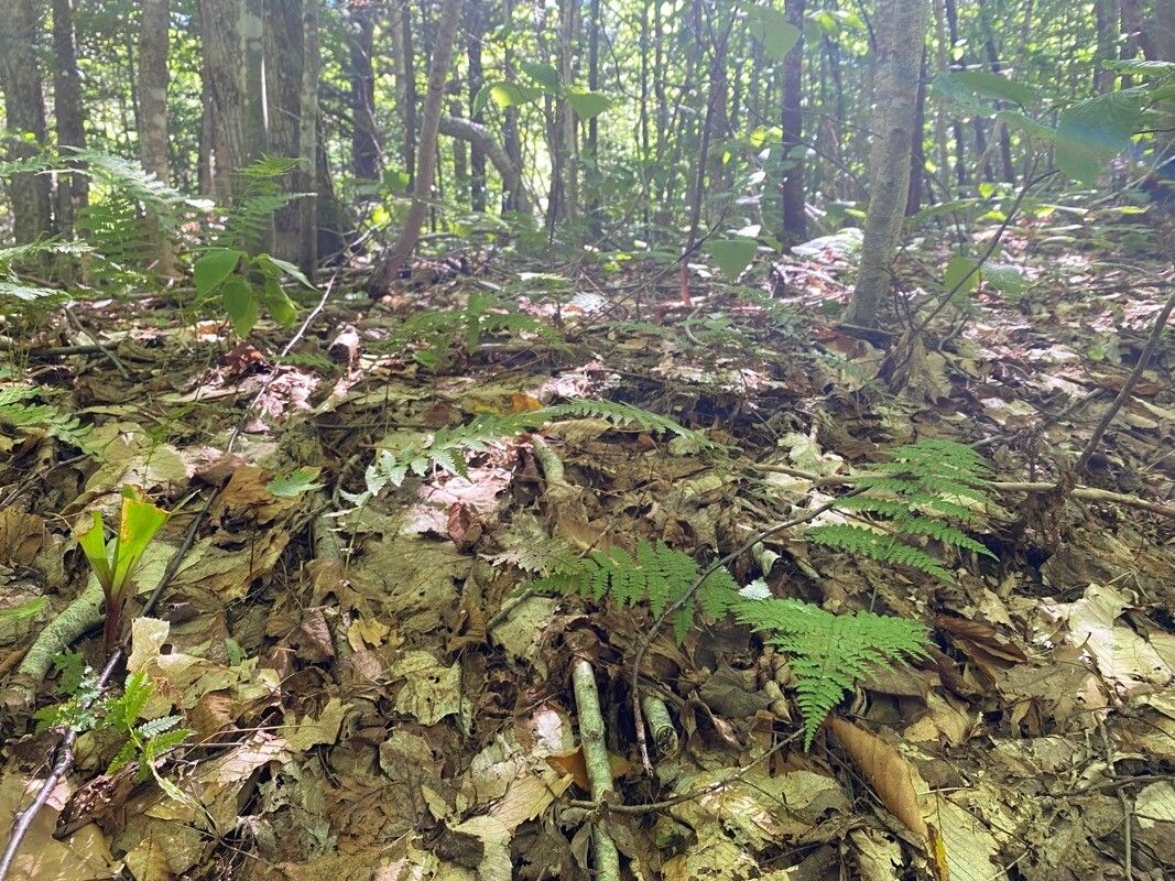 Dryopteris intermedia habit