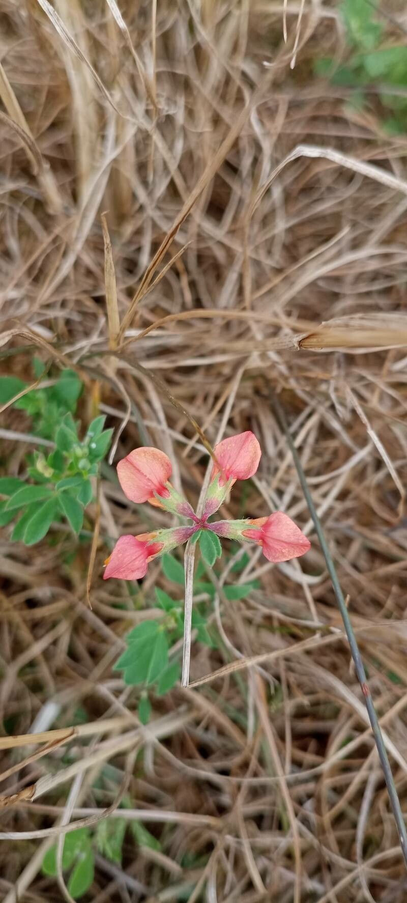 Indigofera miniata flower