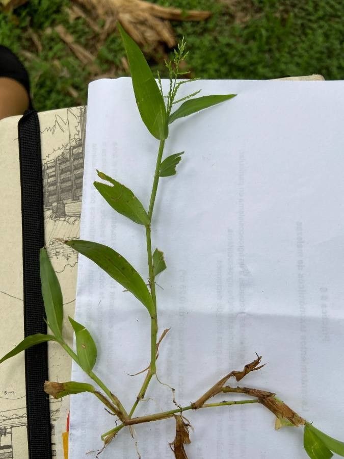 Panicum stoloniferum — search result for 'Panicum'